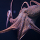 Illustration for article titled Scientists Discover How Octopuses Avoid Tying Themselves In Knots